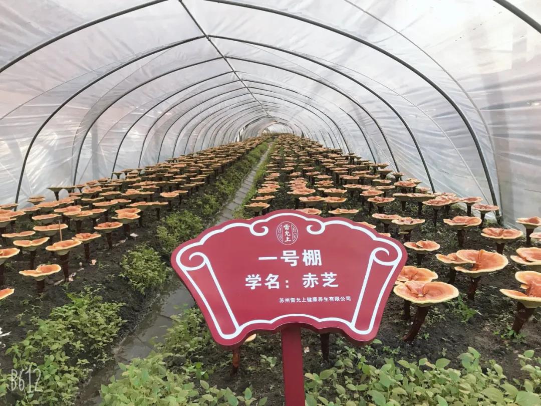 第5期灵芝基地考察活动